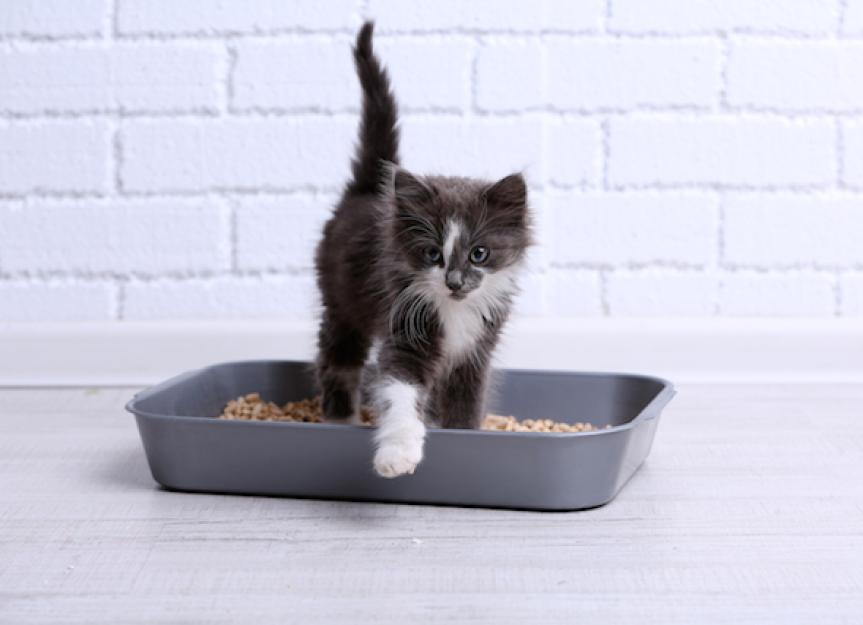Choosing a New Litter Box for a Cat or a Kitten