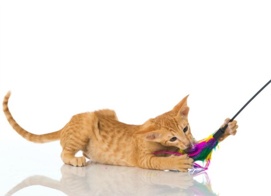 New Kitten Checklist Kitten Supplies Cat Food, Cat Kitter, & More