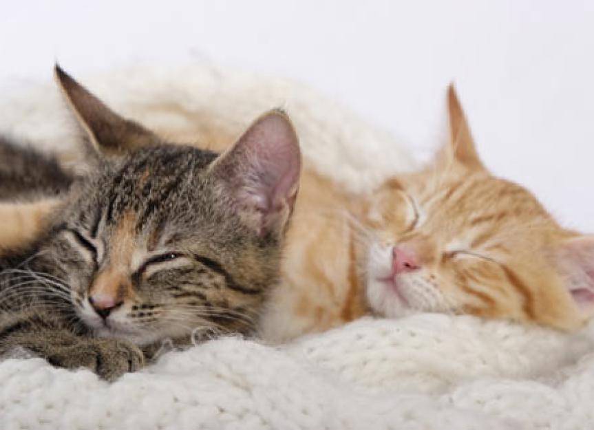 Determining the Sex of a Cat | Photos | Male of Female Kitten? | PetMD