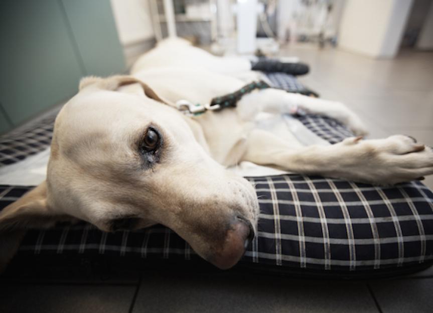 How to Make a Dog Vomit PetMD