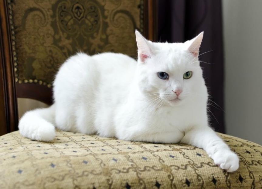 Lack of Bladder Control in Cats PetMD