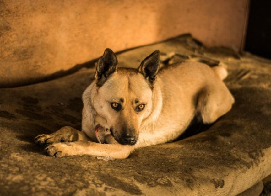 do older dogs leak urine