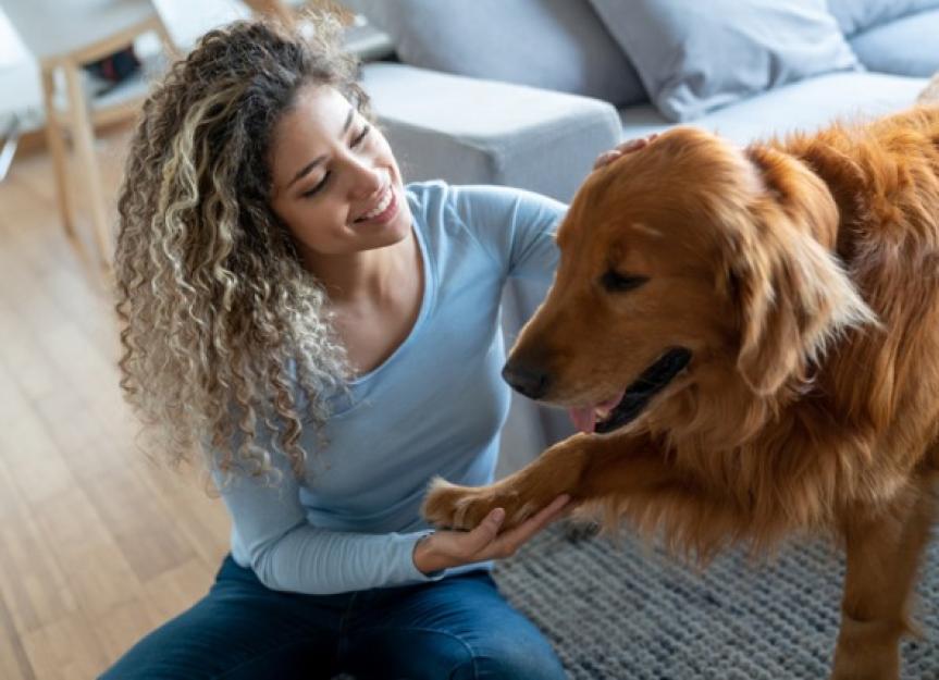 How to Clean and Treat Dog Wounds at Home - PetMD