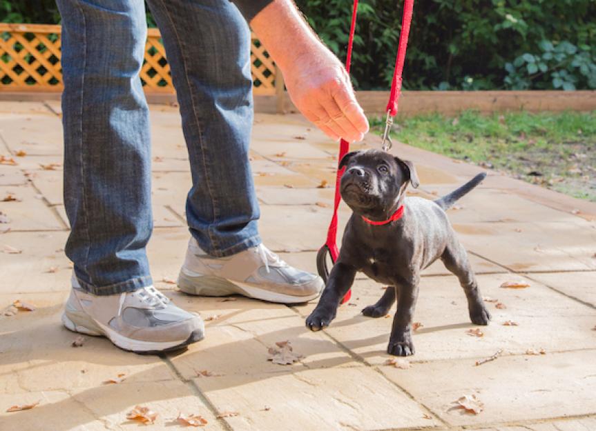 Tips for Leash Training Your Dog