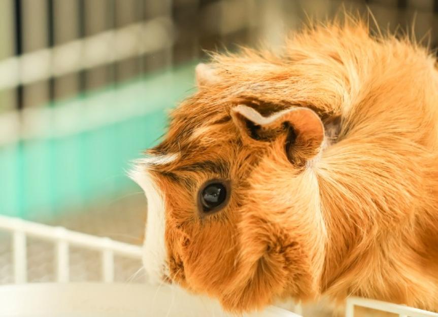 Lice Infestation in Guinea Pigs