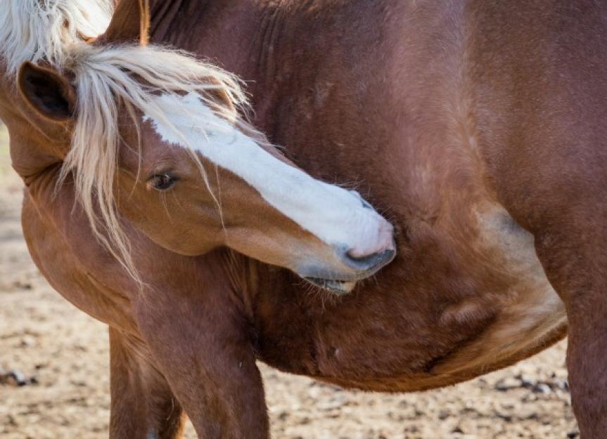 Lice Infestation in Horses