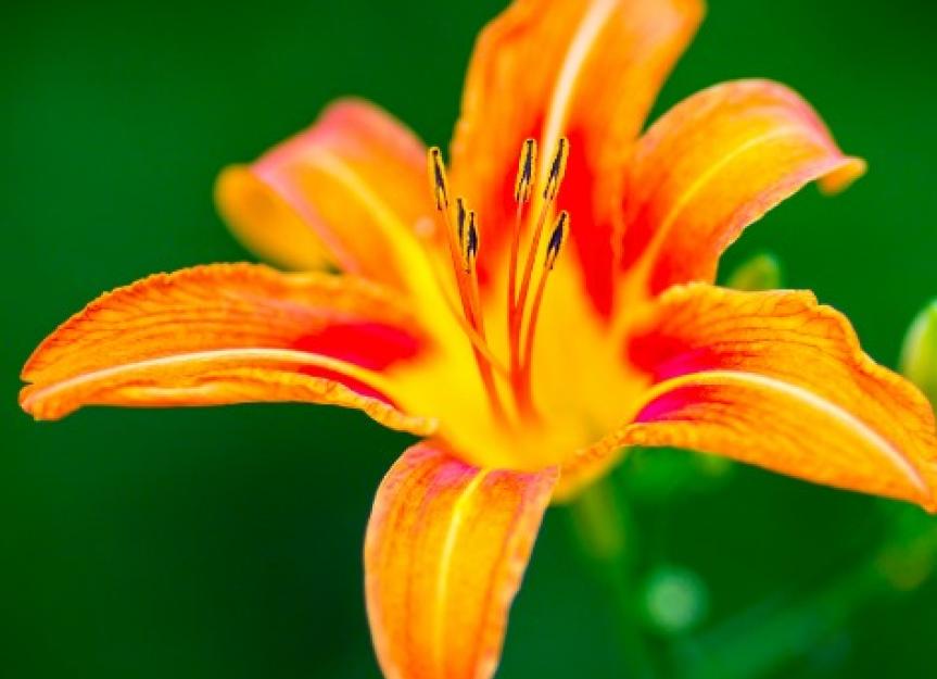 Lily Poisoning in Cats PetMD