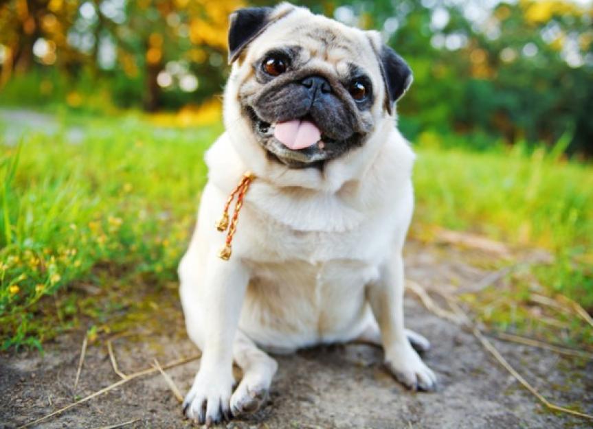 How Can I Get My Dog to Lose Weight?