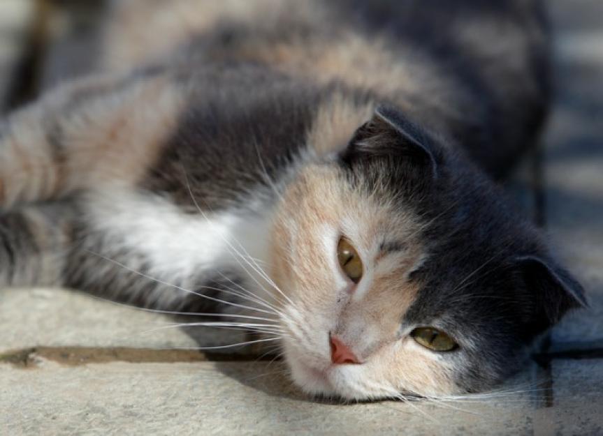 Liver Disease in Cats