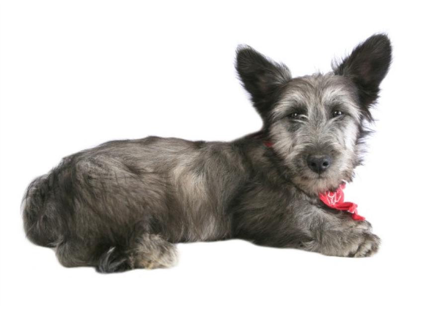 Liver Disease (Copper Storage) in Dogs PetMD