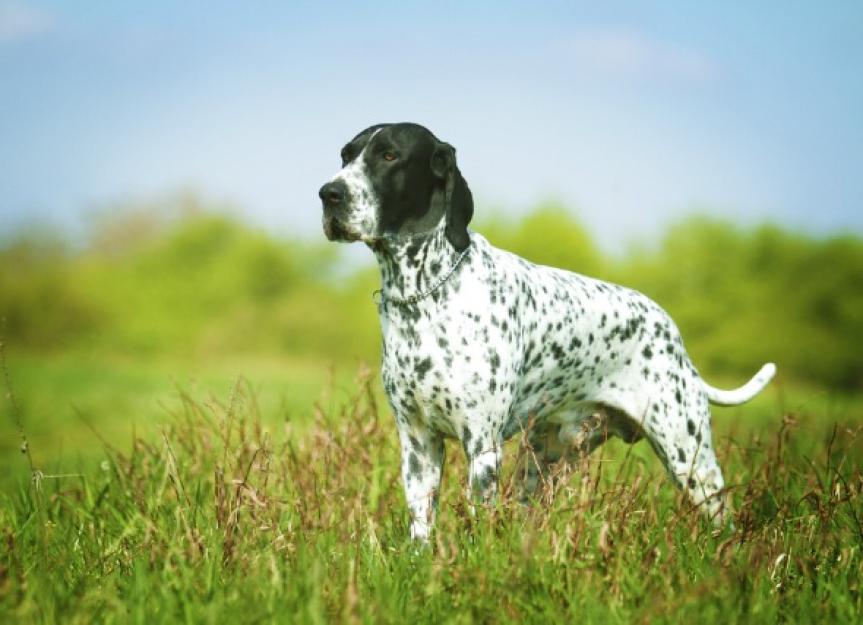 what causes spleen cancer in dogs
