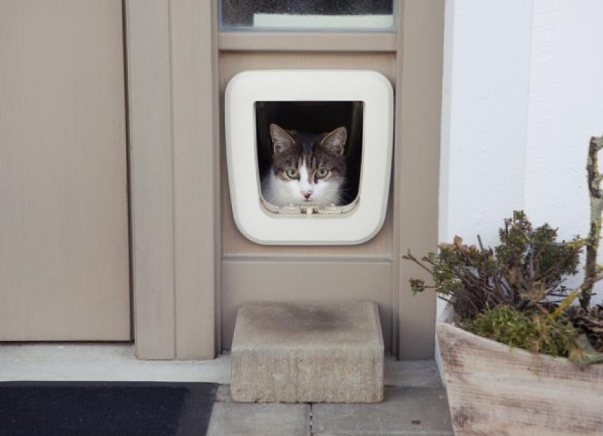 如何训练你的猫用猫门吗