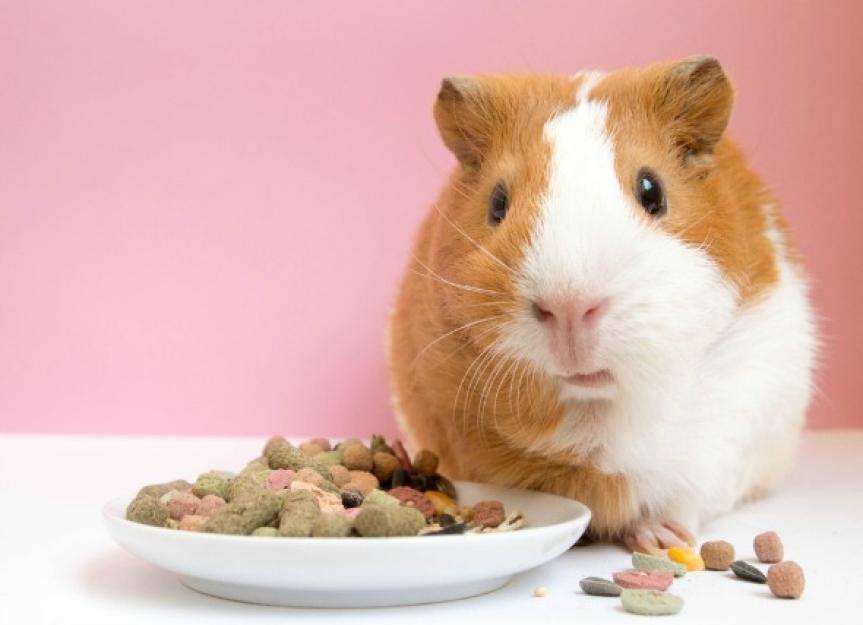 Loss of Appetite in Guinea Pigs