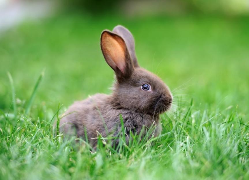 兔子体重和肌肉的减少