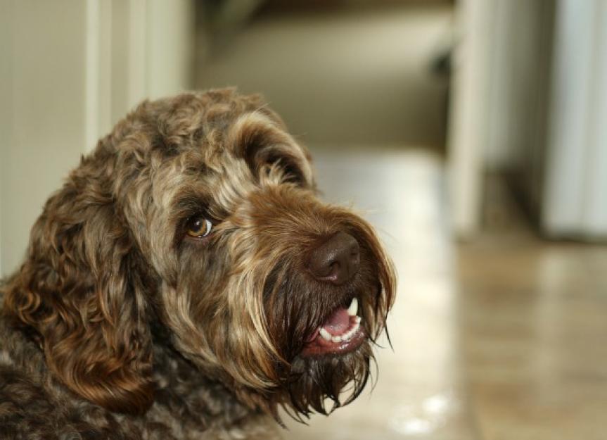 what vitamin deficiency causes seizures in dogs