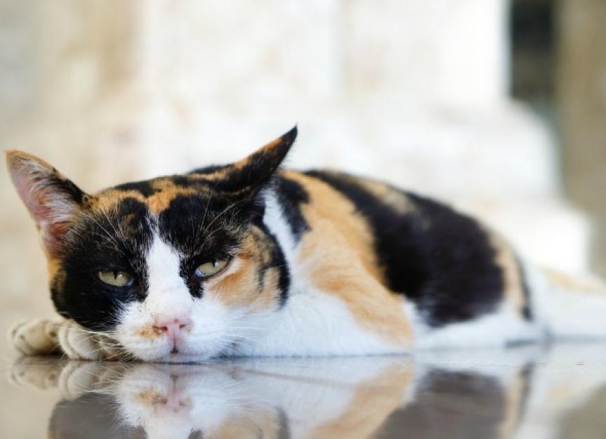Low Blood Potassium in Cats PetMD