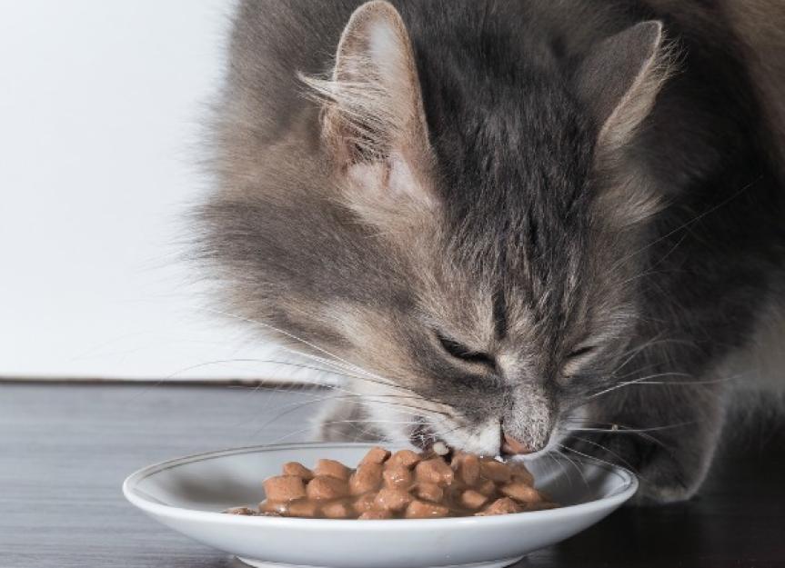 Low Blood Sugar in Cats