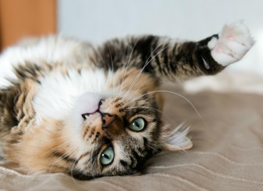 low-platelet-count-in-cats-petmd