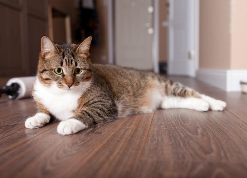 Lymph Node Inflammation (Lymphadenopathy) in Cats | PetMD