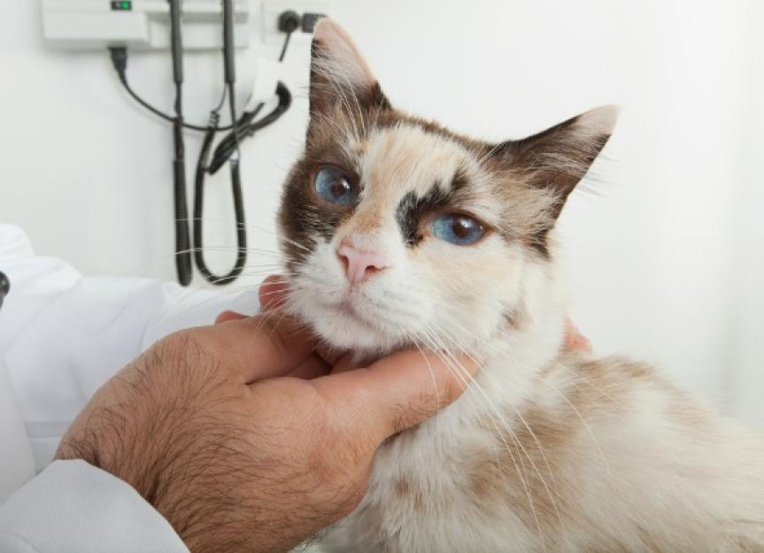 Lymph Node Inflammation (Lymphadenitis) in Cats