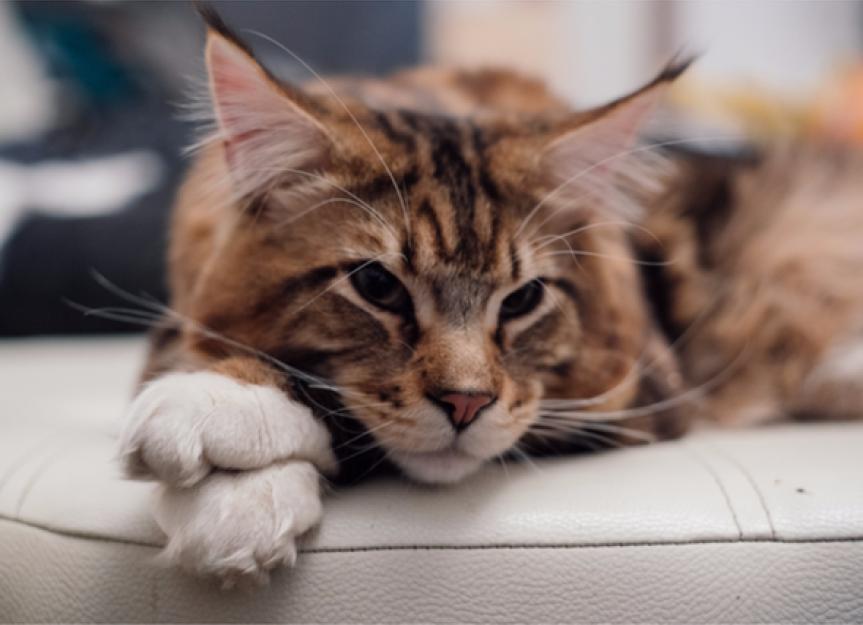 5 Fab Facts About the Maine Coon