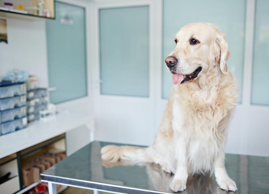 How to Make a Vet Appointment: Tips From the Other Side of the Desk