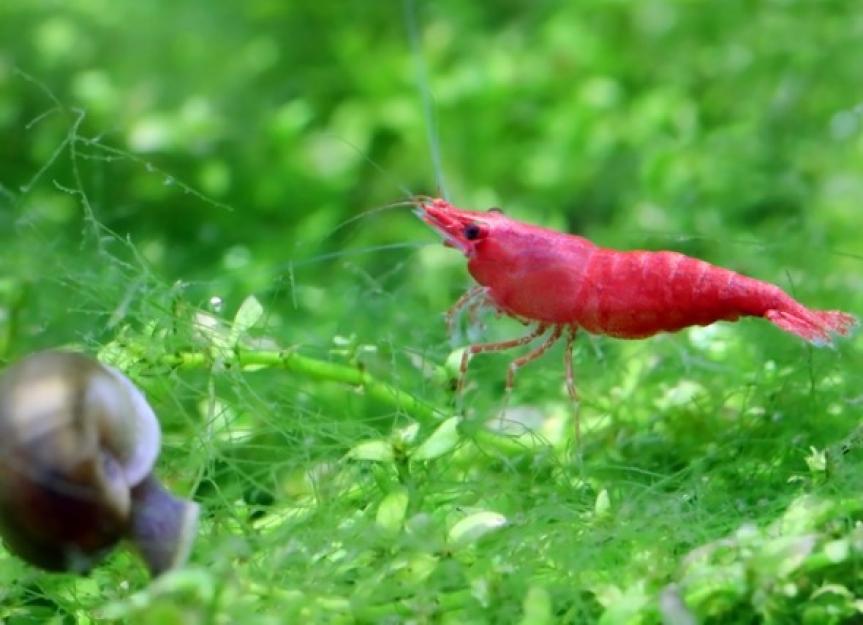 6 Things You Didn’t Know About Aquarium Shrimp