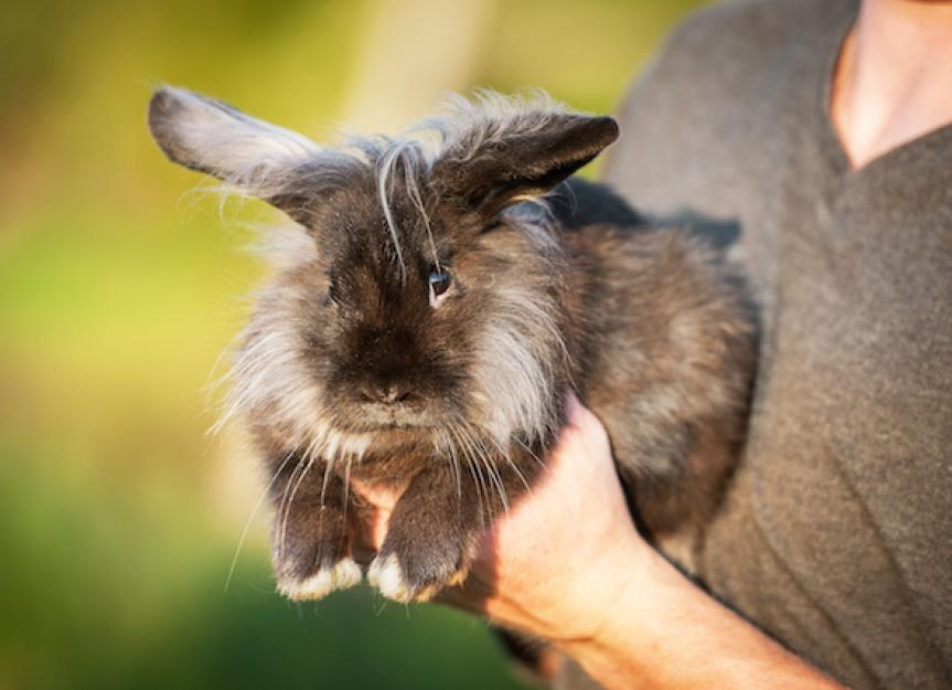 How to Keep Your Pet Rabbit Healthy