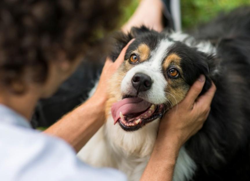 Are Dogs’ Mouths Cleaner Than Humans’ Mouths?
