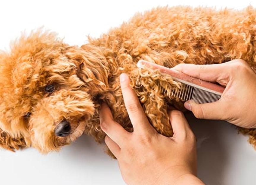 Matted Hair in Dogs How to Control Them and When to Give Up Fixing