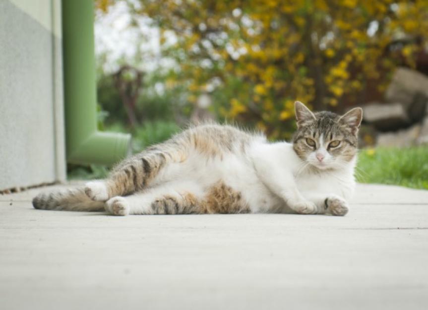 Miscarriage in Cats PetMD