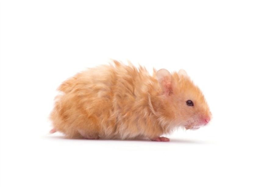 syrian hamster mite treatment