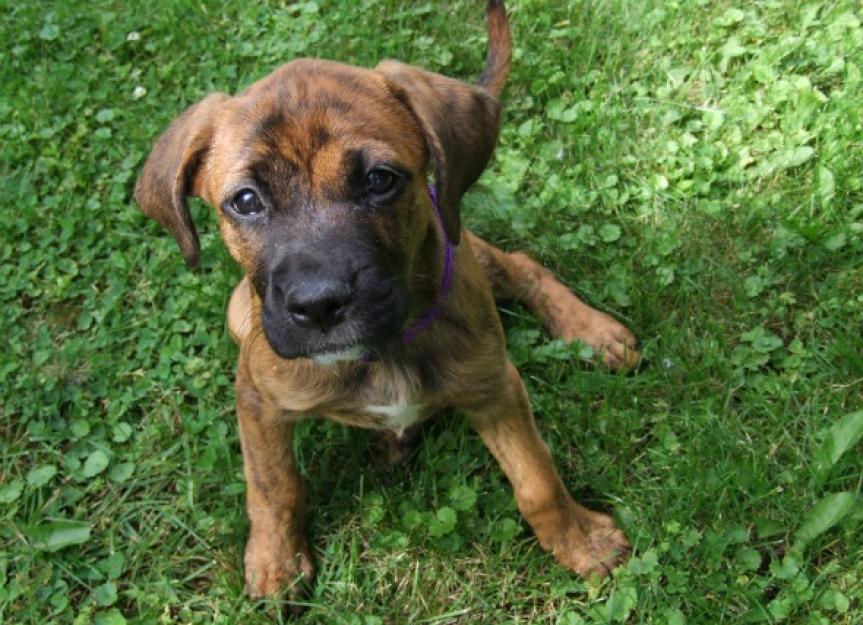 Mixed or Purebred Puppy: Which is Better?