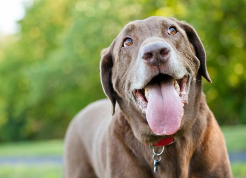 Mouth Cancer (Amelobastoma) in Dogs
