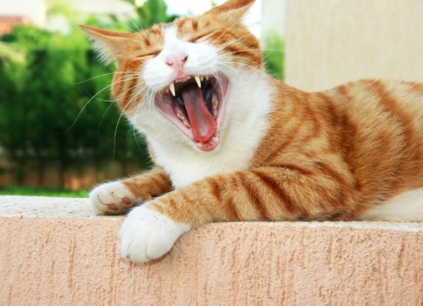 Mouth Inflammation and Ulcers (Chronic) in Cats