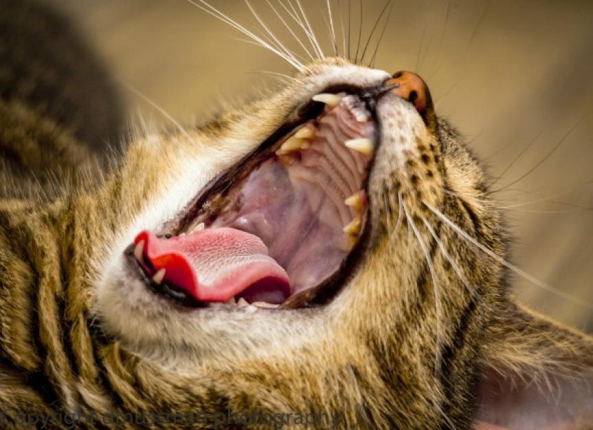 Mouth Ulcers in Cats PetMD