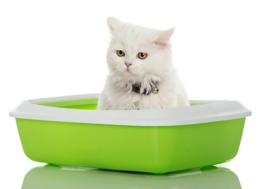 Mucus in Cat PetMD