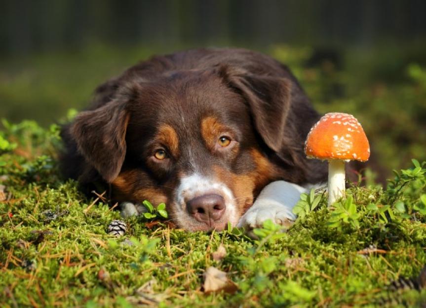 can you touch your dog on mushrooms