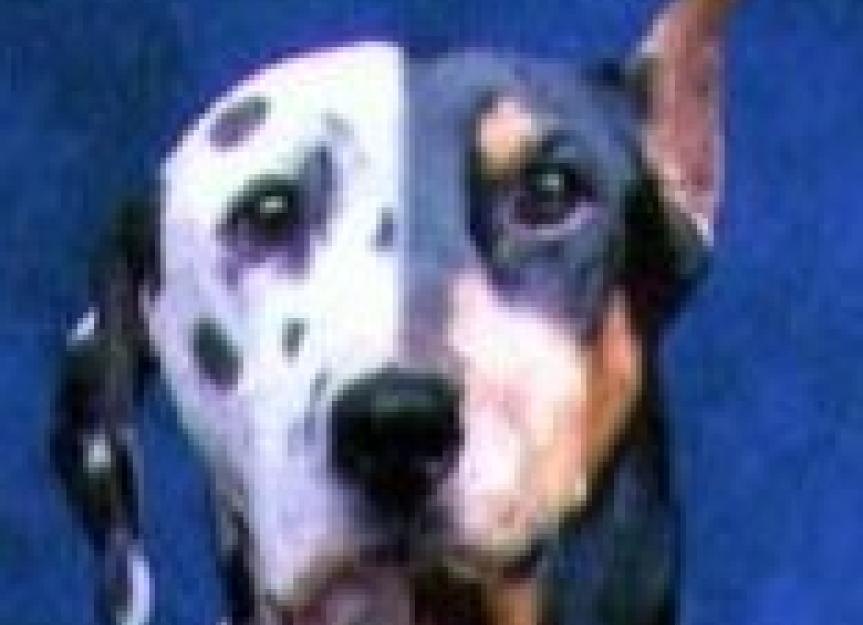 Is a mutt healthier than a purebred?