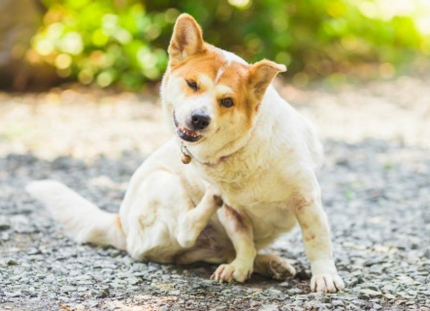 Natural Supplements for Dogs With Itchy Skin | PetMD
