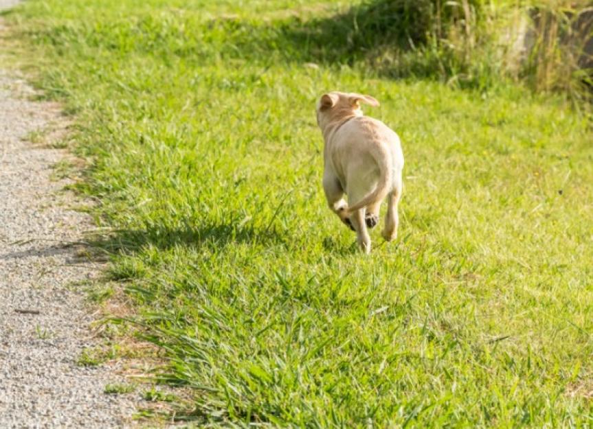 what should you do if your dog runs away