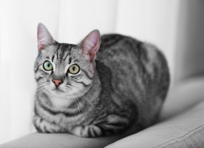 Nerve Disorder Affecting Multiple Nerves in Cats