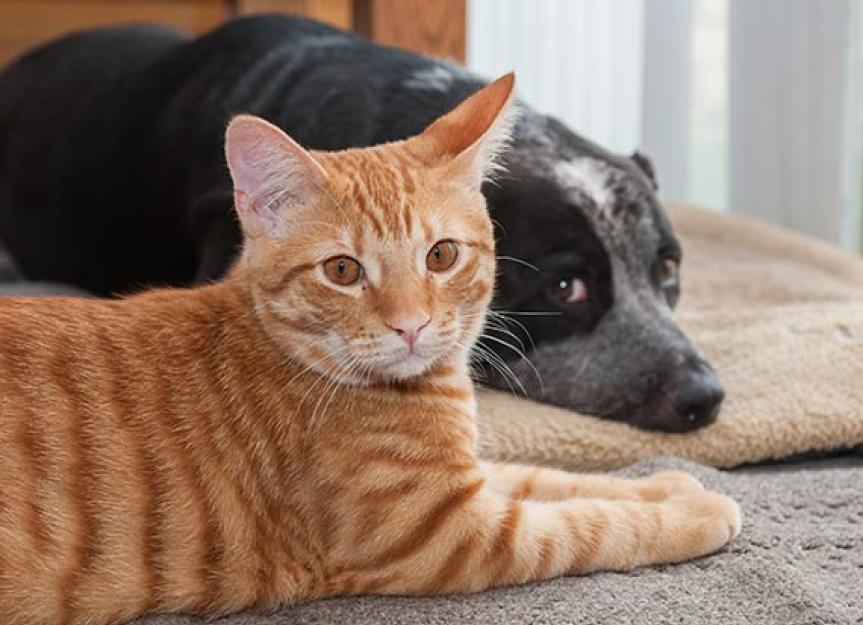 are cat treats safe for dogs