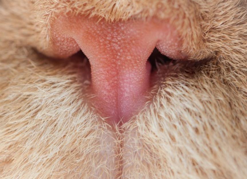 猫鼻垫癌(鳞状细胞癌)