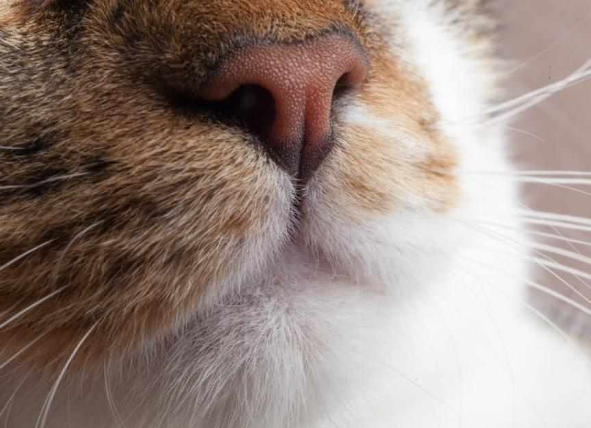 Nose and Sinus cancer (Squamous Cell Carcinoma) in Cats