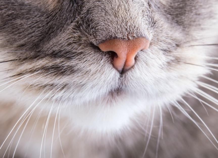 鼻和鼻窦炎症在猫