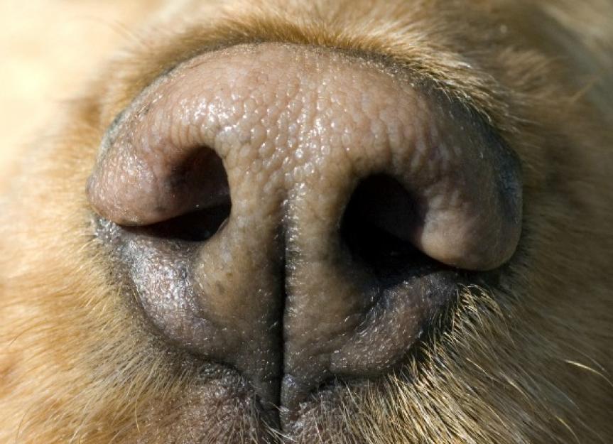 why is a dogs nose cold