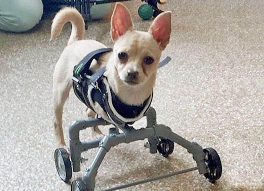 Puppy Missing Two Front Legs Gets a Helpful 'Wheelie' Vest To Move Around