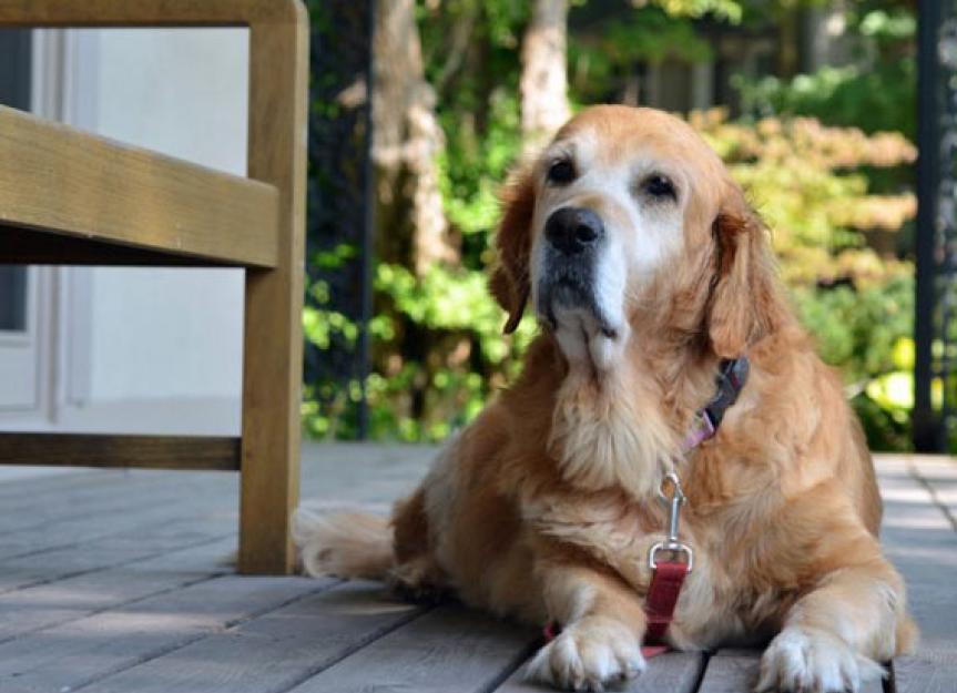 How Long Do Dogs Live Dog Breeds and Life Expectancy PetMD