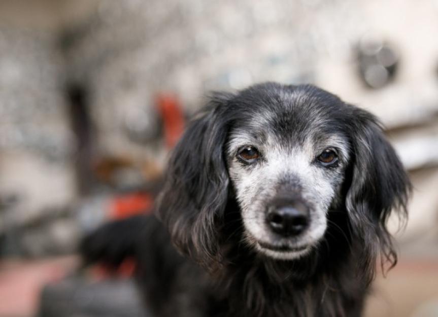 what to do when your old dog becomes incontinent